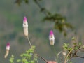Beautiful flower - Celosia argentea Royalty Free Stock Photo