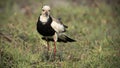 Lapwing bird fluffed out in Chobe National Park