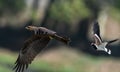 Lapwing chasing kite