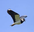 Lapwing in flight