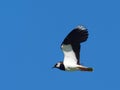 Lapwing in flight - Vanellus vanellus Royalty Free Stock Photo