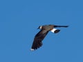 Lapwing in flight - Vanellus vanellus Royalty Free Stock Photo