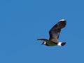 Lapwing in flight - Vanellus vanellus Royalty Free Stock Photo
