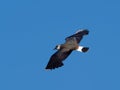 Lapwing in flight - Vanellus vanellus Royalty Free Stock Photo