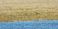 Lapwing in flood field, Lithuania Royalty Free Stock Photo