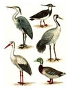 Lapwing, Heron, Crane, Stork, Mallard, vintage engraving