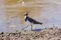 Lapwing in a lagoon