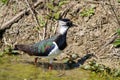 lapwing marsh bird with tuft on the head bright colors in the sun Royalty Free Stock Photo