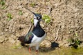 lapwing marsh bird with tuft on the head bright colors in the sun Royalty Free Stock Photo