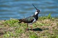 lapwing marsh bird with tuft on the head bright colors in the sun Royalty Free Stock Photo