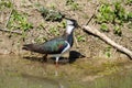 lapwing marsh bird with tuft on the head bright colors in the sun Royalty Free Stock Photo