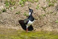 lapwing marsh bird with tuft on the head bright colors in the sun Royalty Free Stock Photo