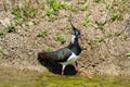 lapwing marsh bird with tuft on the head bright colors in the sun Royalty Free Stock Photo