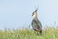 Lapwing, Northern Lapwing in the grass Vanellus vanellus Peewit Royalty Free Stock Photo