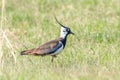 Lapwing, Northern Lapwing in the grass Vanellus vanellus Peewit Royalty Free Stock Photo