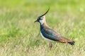 Lapwing, Northern Lapwing in the grass Vanellus vanellus Peewit Royalty Free Stock Photo