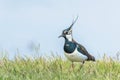 Lapwing, Northern Lapwing in the grass Vanellus vanellus Peewit Royalty Free Stock Photo