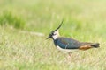 Lapwing, Northern Lapwing in the grass Vanellus vanellus Peewit Royalty Free Stock Photo