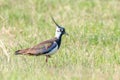 Lapwing, Northern Lapwing in the grass Vanellus vanellus Peewit Royalty Free Stock Photo