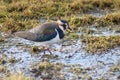 Lapwing Royalty Free Stock Photo