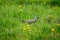 Lapwing or pewit bird walking in vibrant green grass Royalty Free Stock Photo