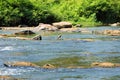 lapwing on rocky riverbanks Royalty Free Stock Photo