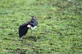 Lapwing Vanellus vanellus feigning a wing injury Royalty Free Stock Photo