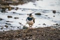 Lapwing Vanellus vanellus feigning a wing injury Royalty Free Stock Photo