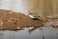 Lapwing Vanellus vanellus next to pond Royalty Free Stock Photo