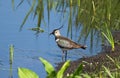 Lapwing Vanellus vanellus on the river Royalty Free Stock Photo