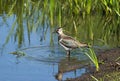 Lapwing Vanellus vanellus on the river Royalty Free Stock Photo