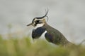 Lapwing - Vanellus vanellus