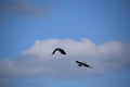 Lapwings flying on a cloudy day