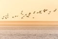 Lapwings flying over a frozen field during sunset