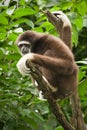 Lar Gibbon