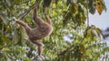 Lar Gibbon Jumping From Tree
