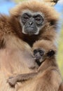 Lar Gibbon with baby