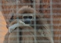 Lar gibbon captive in a zoo