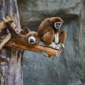 Lar gibbon. Royalty Free Stock Photo