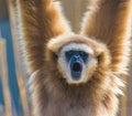 Lar Gibbon close-up