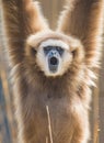 Lar Gibbon close-up