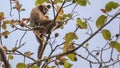 Lar Gibbon Collecting Fruit