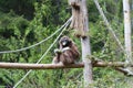 Lar gibbon at eat hour Royalty Free Stock Photo