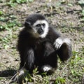 Lar Gibbon (Hylobates lar)