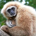 Lar gibbon (Hylobates lar)