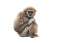 lar gibbon isolated on white background Royalty Free Stock Photo