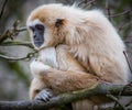 Lar gibbon