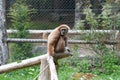 Lar gibbon sight Royalty Free Stock Photo