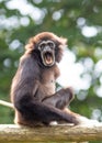 Lar gibbon white handed gibbon ape monkey portrait close up Royalty Free Stock Photo