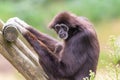 Lar gibbon white handed gibbon ape monkey portrait close up Royalty Free Stock Photo